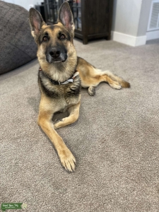 Pure AKC German Shepherd Stud Listing Image