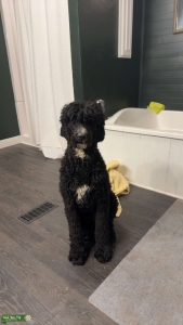 Golden Doodle female  Listing Image
