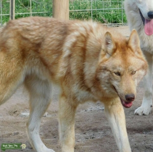 Wolfdog health tested stud Listing Image