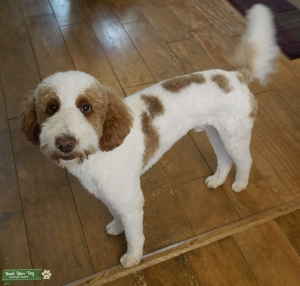 AKC Parti Poodle - 10/10 Red, 40 lb. Listing Image