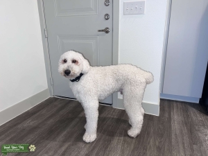 Stud Poodle Listing Image