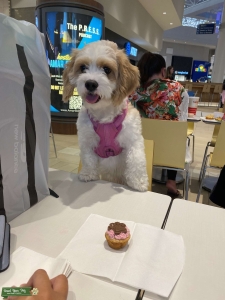 Female Cavachon 3 years old Listing Image