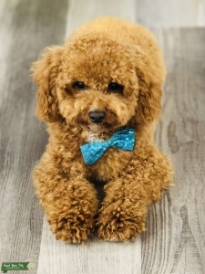 Toy poodle Listing Image