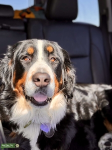 2.5 Year Old Berner Listing Image