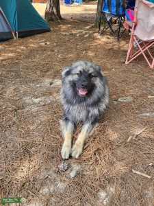 Looking to keep the boy happy/healthy Listing Image