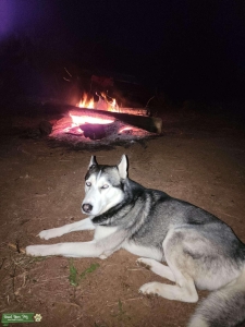 Male 3 year husky  Listing Image