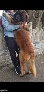 **Handsome Estrela Mountain Dog Available for Stud** Listing Image
