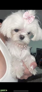 Korean teacup Maltese  Listing Image