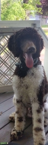 1 year old parti AKC standard poodle Listing Image