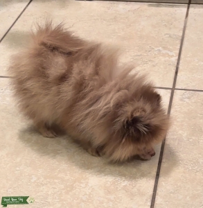 Pomeranian  Listing Image