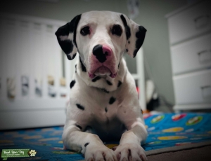 Dalmatian Listing Image