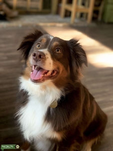 Tri Red Aussie  Listing Image