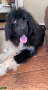 Landseer Newfie  Listing Image