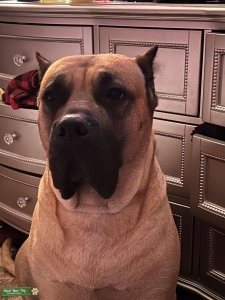 Fawn Presa Canario Bitch Listing Image