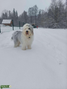 Old english sheepdog  Listing Image