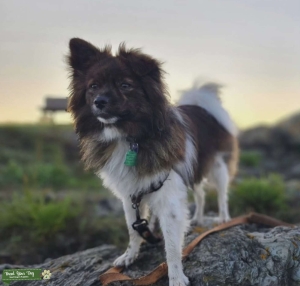 Pomeranian- Shi Tzu 3 year old male Listing Image
