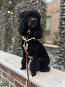 AKC Miniature Poodle  Listing Image