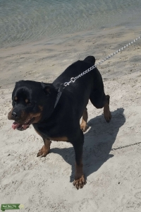 Male German Rottie Listing Image