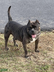 Chocolate Merle Pocket Bully Stud Listing Image