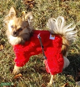 Toy 4lb Female pomchi  Listing Image