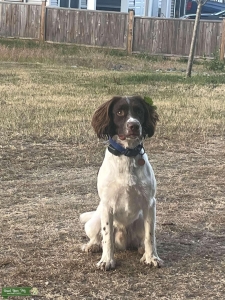 English Springer Spaniel  Listing Image