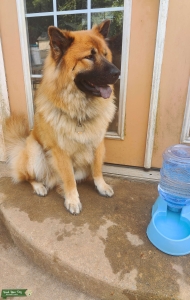 Chow German Shepherd Listing Image