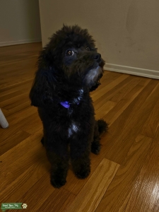 Toy Poodle Stud Listing Image