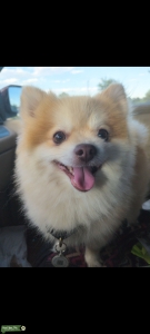 Sweet boy in Cottonwood Listing Image