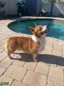 Welsh Corgi Male Stud Listing Image