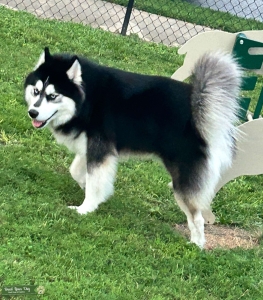 Siberian husky male looking to breed Listing Image