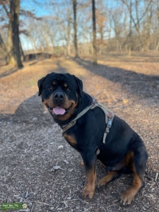 Rottweiler Stud  Listing Image