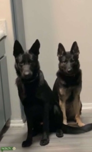 Full black AKC German shepherd male  Listing Image