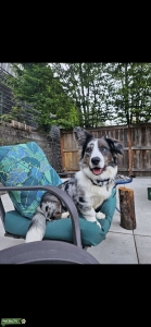14 month old sturdy boy Listing Image