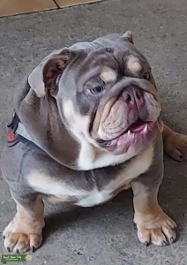 Full Suited Lilac UK Bloodline  Listing Image