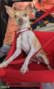 Chihuahua Listing Image