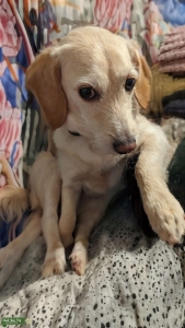 Cuddly Miniature Lab/Retriever/Basset mix Listing Image