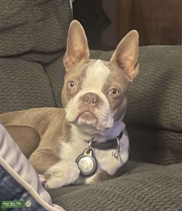 Boston Terrier Stud  Listing Image