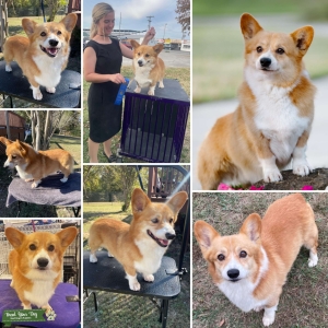 AKC & CKC Pembroke Welsh Corgi Stud OFA/CAER/Full Panel Health Tested Listing Image