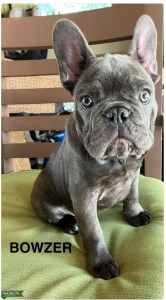 Handsome Blue Bowzer Listing Image