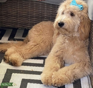 Goldendoodle Listing Image