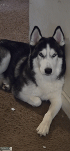 Pure breed Siberian Husky registered thru the AKC Listing Image