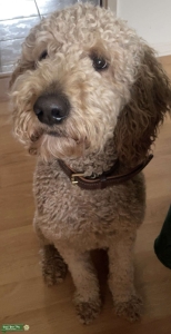 Golden Doodle Stud Listing Image