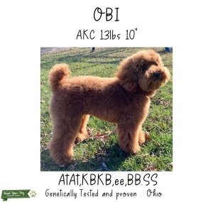 Toy Red Poodle Stud Listing Image