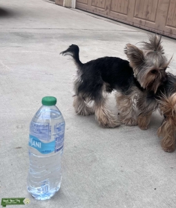 Yorkshire Terrier Stud Listing Image