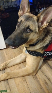 AKC German shepherd  - black and tan Listing Image