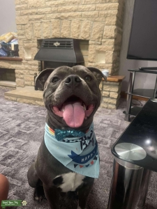 Blue Staffordshire bull terrier  Listing Image