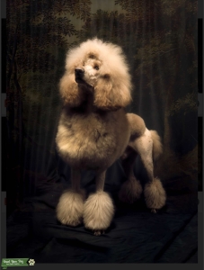 UKC CH apricot standard poodle  Listing Image