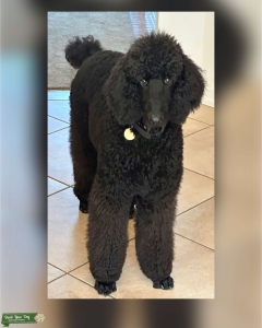 Standard poodle stud CH pedigree  Listing Image