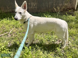 Looking for a Siberian Husky stud Listing Image