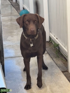 Chocolate Lab Listing Image